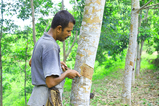 Rubber-Tapping